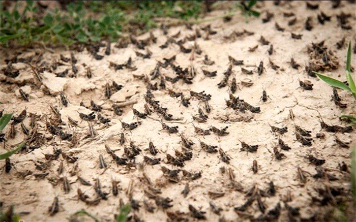 رئیس سازمان جهادکشاورزی  استان:  شایعه هجوم ملخ از عربستان به آذربایجان شرقی کذب است