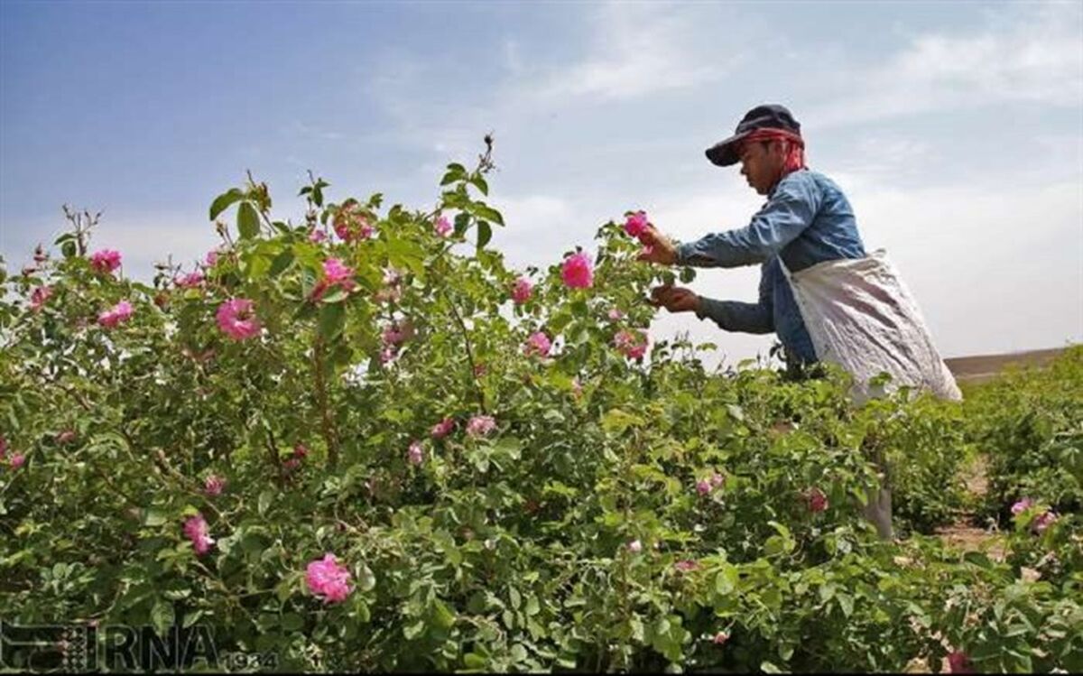 آغاز برداشت گل محمدی در شفت