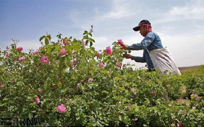 آغاز برداشت گل محمدی در شفت