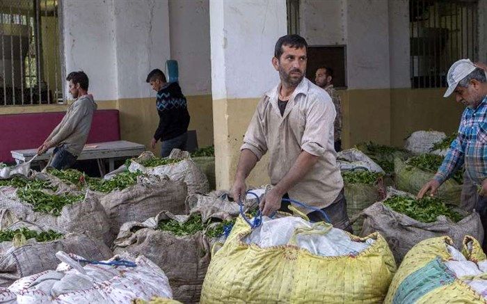 پرداخت بهای برگ سبز کشاورزان چای‌کار آغاز شد