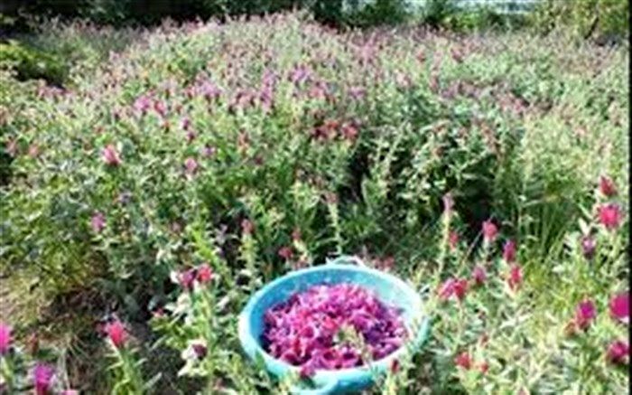 آغاز برداشت گل گاو زبان در آستارا  و تالش