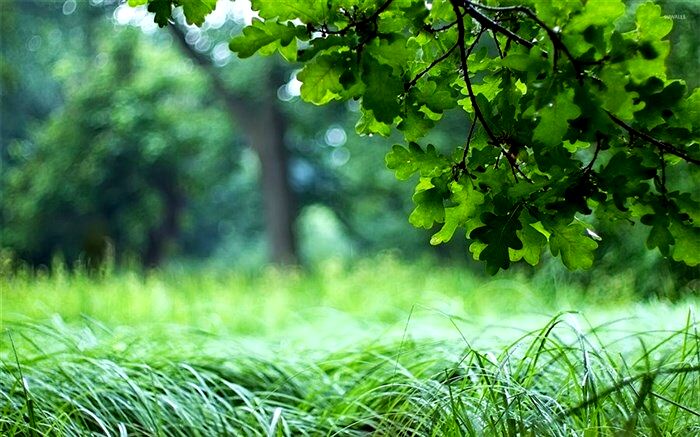 آفت زدایی فضای سبز منطقه چهار برای جلوگیری از خسارت های احتمالی