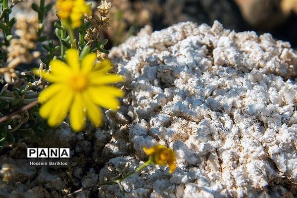 گنبد نمکی قم، تنها گنبد نمکی متقارن جهان