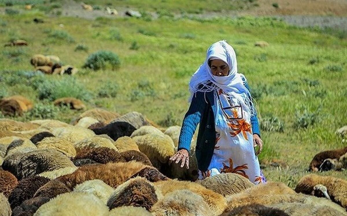 مشاغل حوزه کشاورزی عضو صندوق بیمه ای می شود