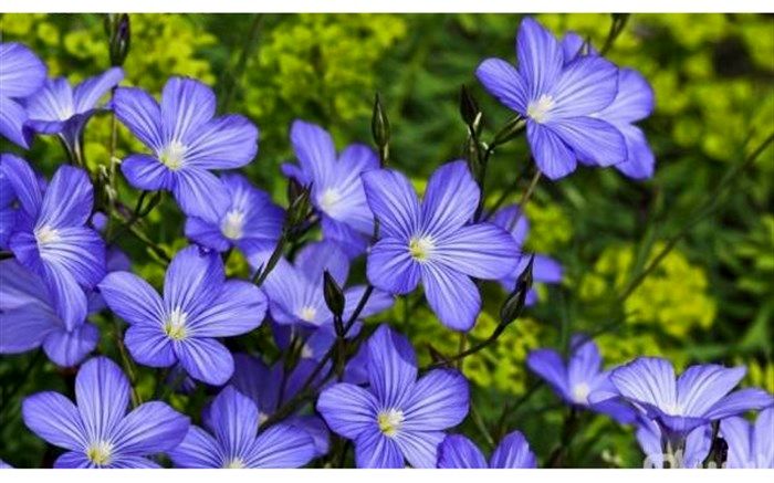 کشت کتان در اراضی کشاورزی استان قزوین انجام شد