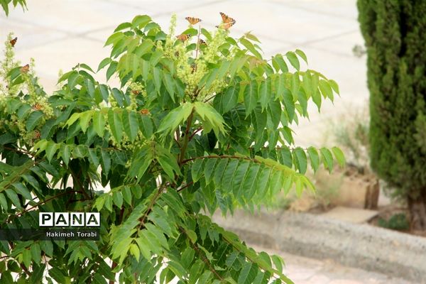 حضور میهمانان ناخوانده زیبا در شهر بیرجند