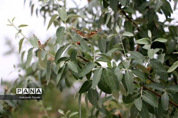 حضور میهمانان ناخوانده زیبا در شهر بیرجند