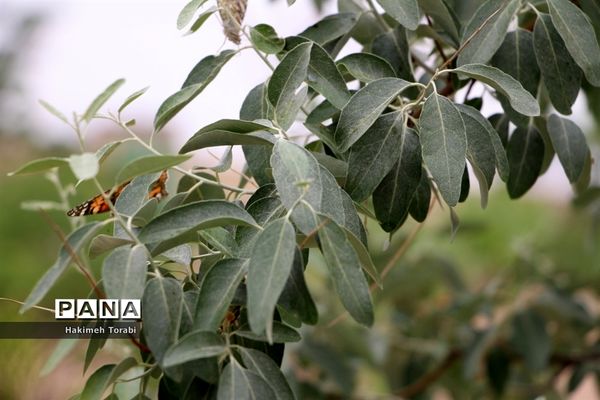 حضور میهمانان ناخوانده زیبا در شهر بیرجند