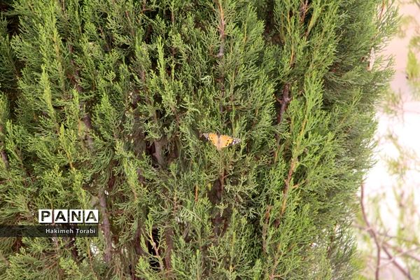 حضور میهمانان ناخوانده زیبا در شهر بیرجند