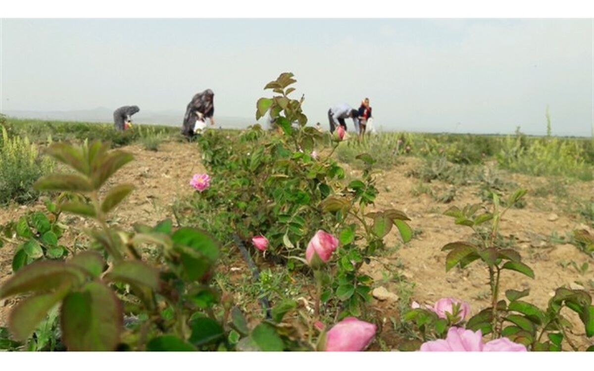 آغاز برداشت گل محمدی از ۸۸ هکتار از مزارع کشاورزی استان قزوین