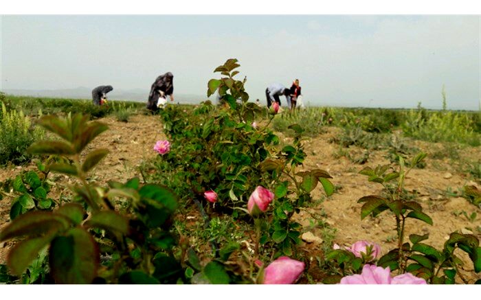 آغاز برداشت گل محمدی از ۸۸ هکتار از مزارع کشاورزی استان قزوین