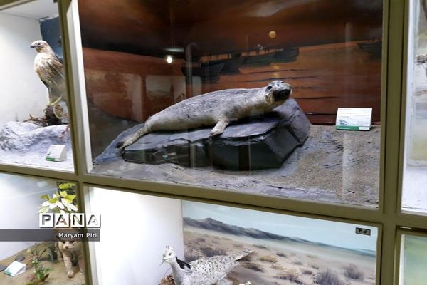 موزه تاریخ طبیعی همدان