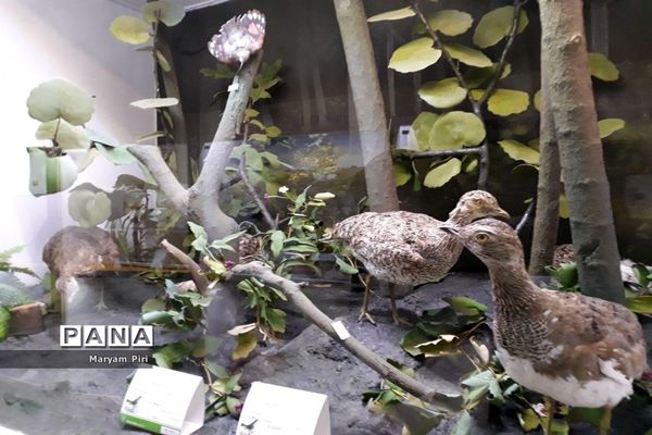 موزه تاریخ طبیعی همدان