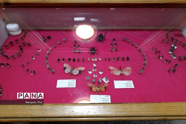 مجموعه‌ای کم‌نظیر از انواع گونه‌های حیوانی، گیاهی در موزه تاریخ طبیعی همدان