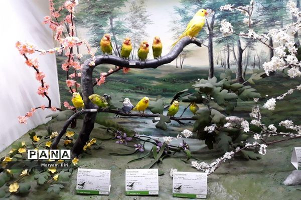 مجموعه‌ای کم‌نظیر از انواع گونه‌های حیوانی، گیاهی در موزه تاریخ طبیعی همدان