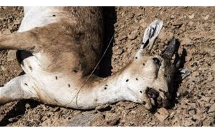 طاعون، دلیل مرگ مرال‌های تالش ‌