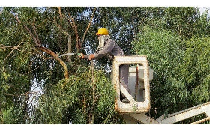 کاشت اکالیپتوس در شهر ممنوع شده است