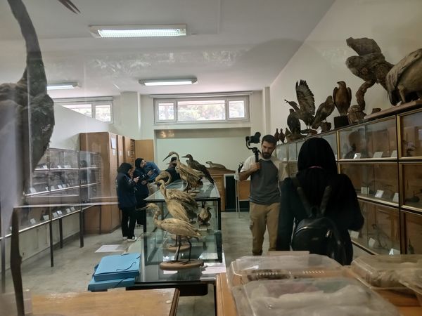 کنجکاوی پانایی ها در کشف اسرار کشاورزی و دامپروری 