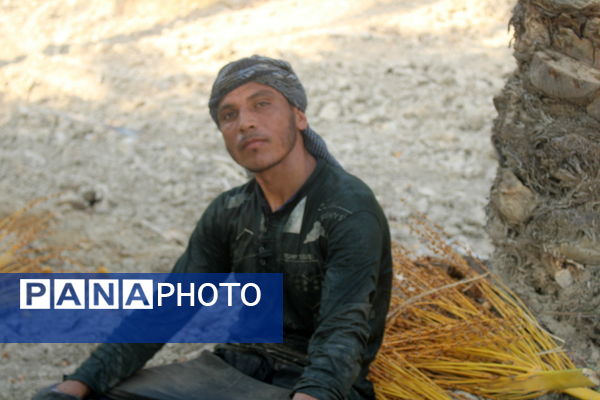 برداشت خرما در منطقه آبپخش