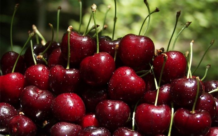 برداشت گیلاس از ۳ هزار و ۵۰۰ هکتار از باغات استان قزوین