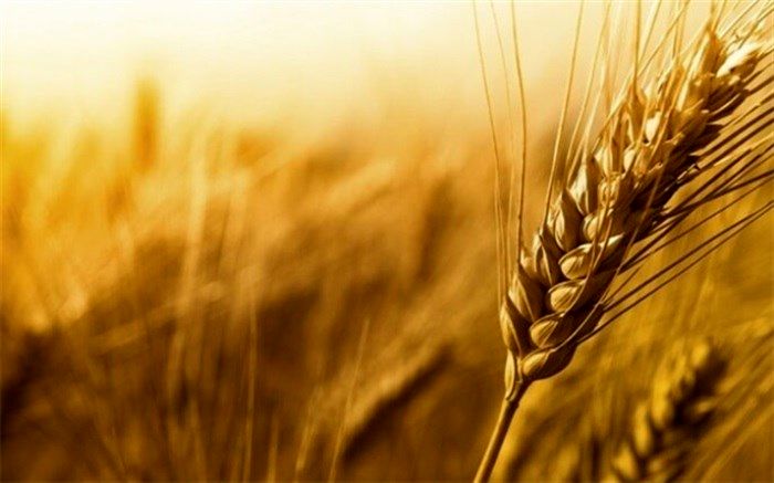 خرید 2.2 میلیون تن گندم از کشاورزان