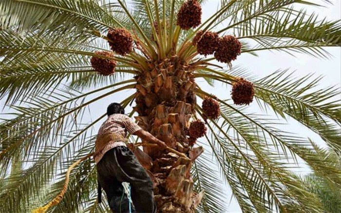 تنبیه کشاورزان به دلیل گرانی خرما!