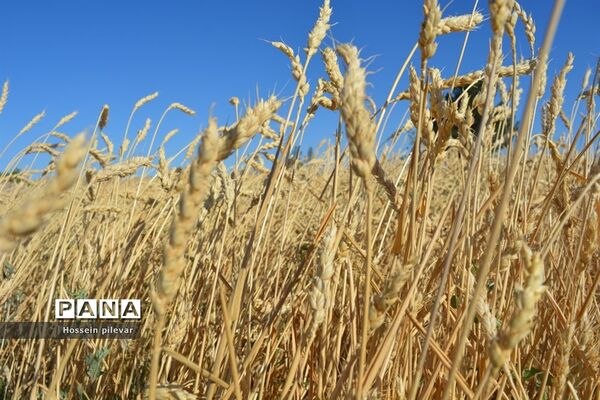 به ثمر رسیدن خوشه‌های طلایی گندم در شهرستان خوسف