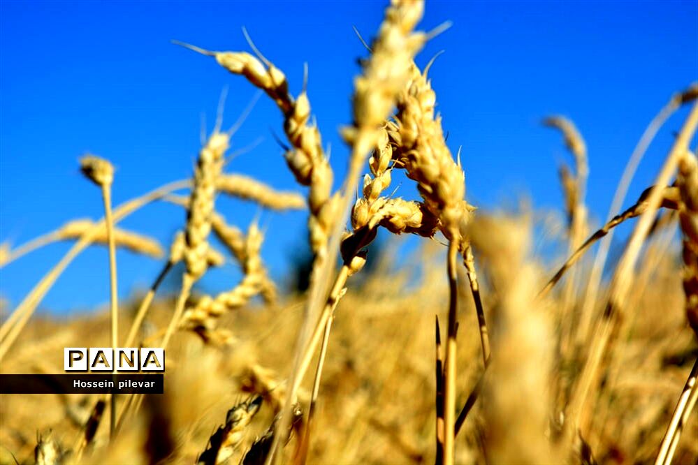 به ثمر رسیدن خوشه‌های طلایی گندم در شهرستان خوسف