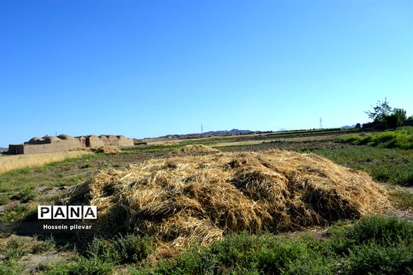 به ثمر رسیدن خوشه‌های طلایی گندم در شهرستان خوسف