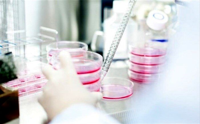 سلول درمانی جایگزین پیوند کلیه می شود