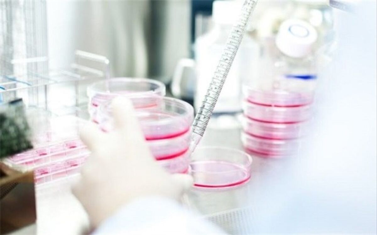 سلول درمانی جایگزین پیوند کلیه می شود