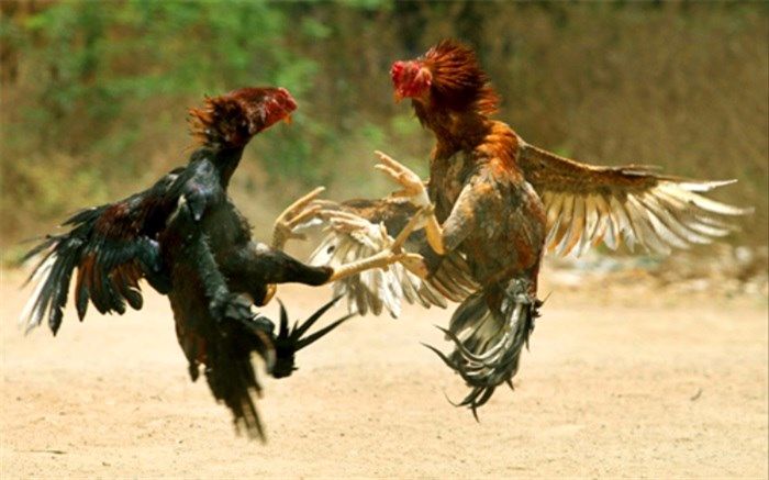 لیگ خروس‌های جنوب شهری