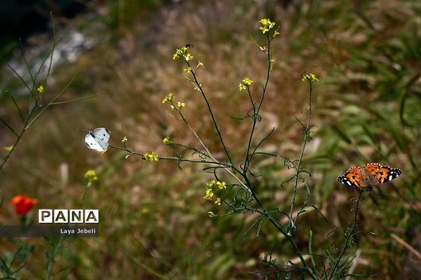 بازگشت پروانه‌ها به تهران