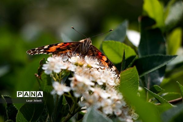 بازگشت پروانه‌ها به تهران