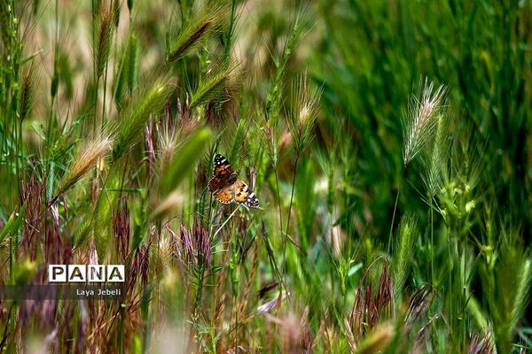 بازگشت پروانه‌ها به تهران