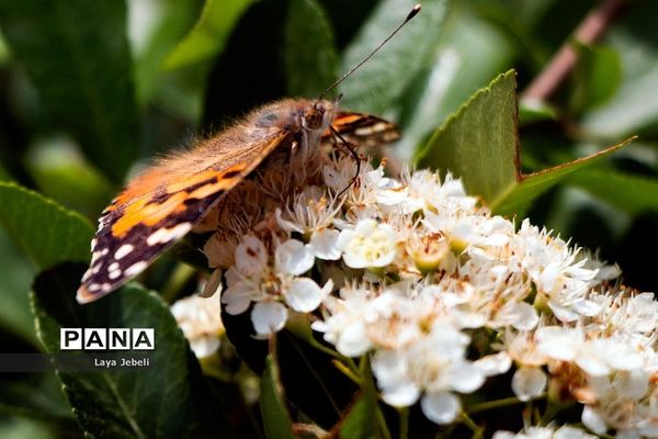 بازگشت پروانه‌ها به تهران