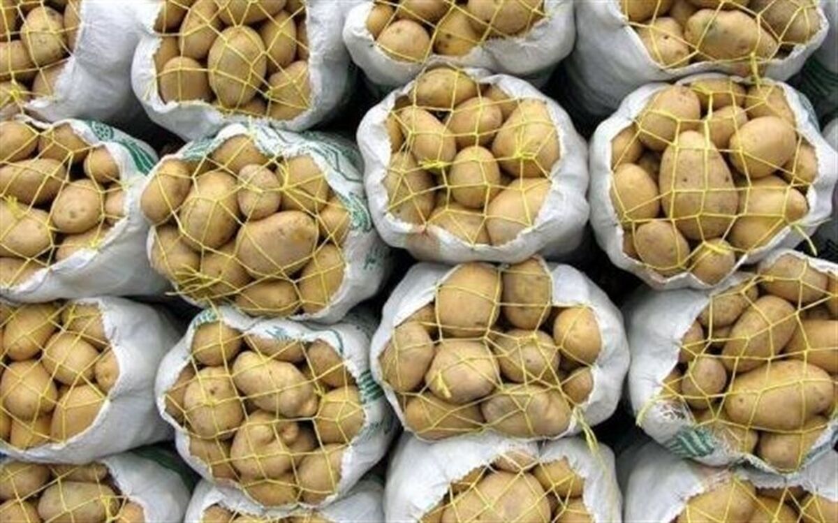 رفع ممنوعیت صادرات سیب زمینی و پیاز ابلاغ شد