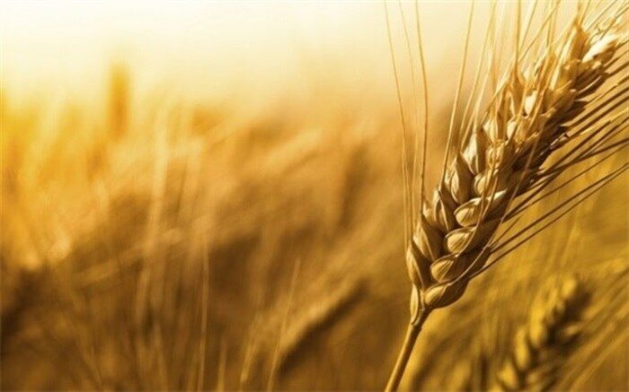 پیش بینی برداشت 121 هزار تن گندم از مزارع چهارمحال و بختیاری