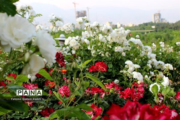 پارک آب و آتش تهران