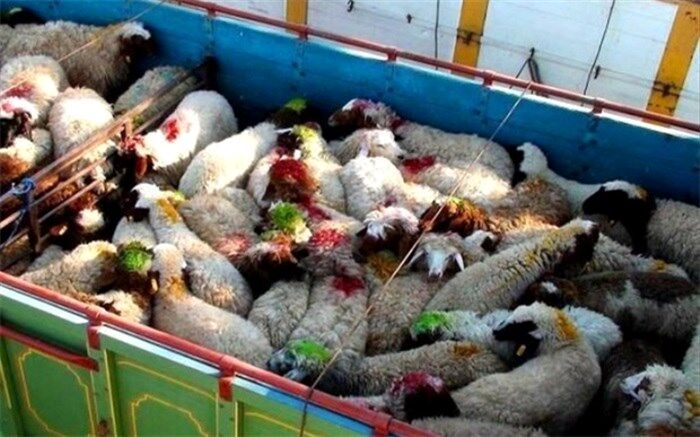 علت قاچاق دام ، ارزان بودن قیمت دام و گوشت در داخل کشور است