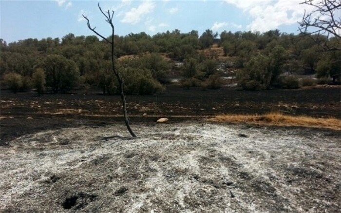 دادستانی: کشت خشخاش در جنگل‌های فارس کذب است