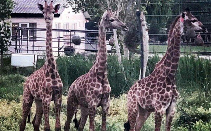 900جانور نادر و کمیاب درمجموعه حیات وحش  ملارد