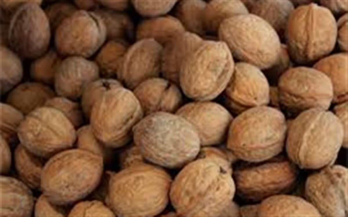 کشف گردوی قاچاق میلیاردی در شیراز