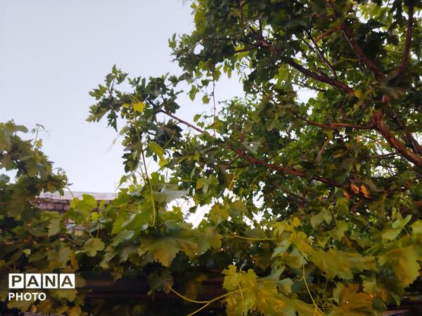 بارش رحمت الهی همراه با تگرگ در شهرستان نیشابور 