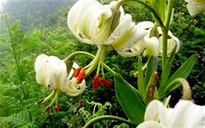 سوسن چلچراغ ثبت جهانی ماسوله را آسان می کند