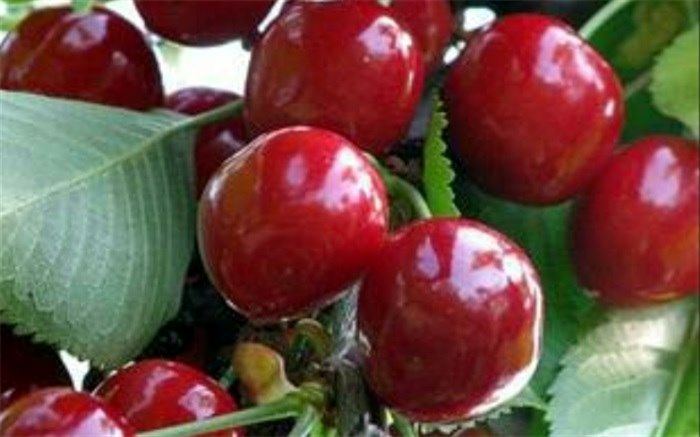 آغاز برداشت گیلاس از باغات شهرستان ملارد