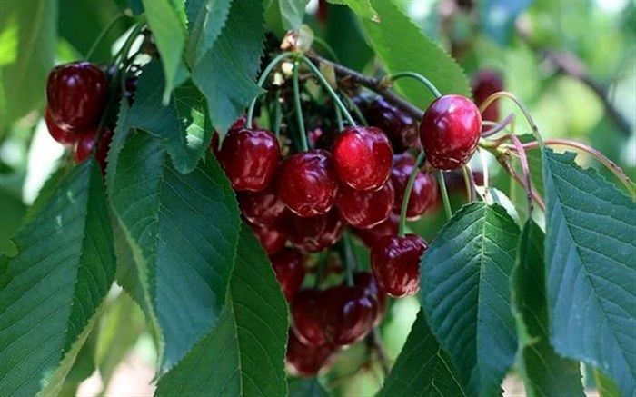 چهارمین جشنواره گیلاس اشنویه برگزار می شود