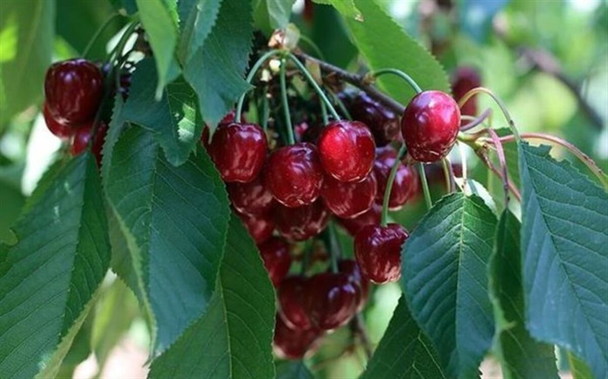 چهارمین جشنواره گیلاس اشنویه برگزار می شود