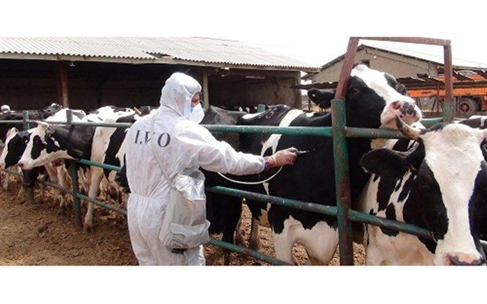 300 هزار دام علیه تب برفکی مایه کوبی می شوند