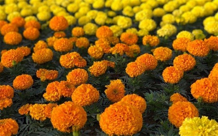 توزیع گلدان‌های گل در غرفه‌های بازیافت منطقه بیست